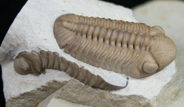 Kainops Trilobite (Double) - Black Cat Mountain #9459